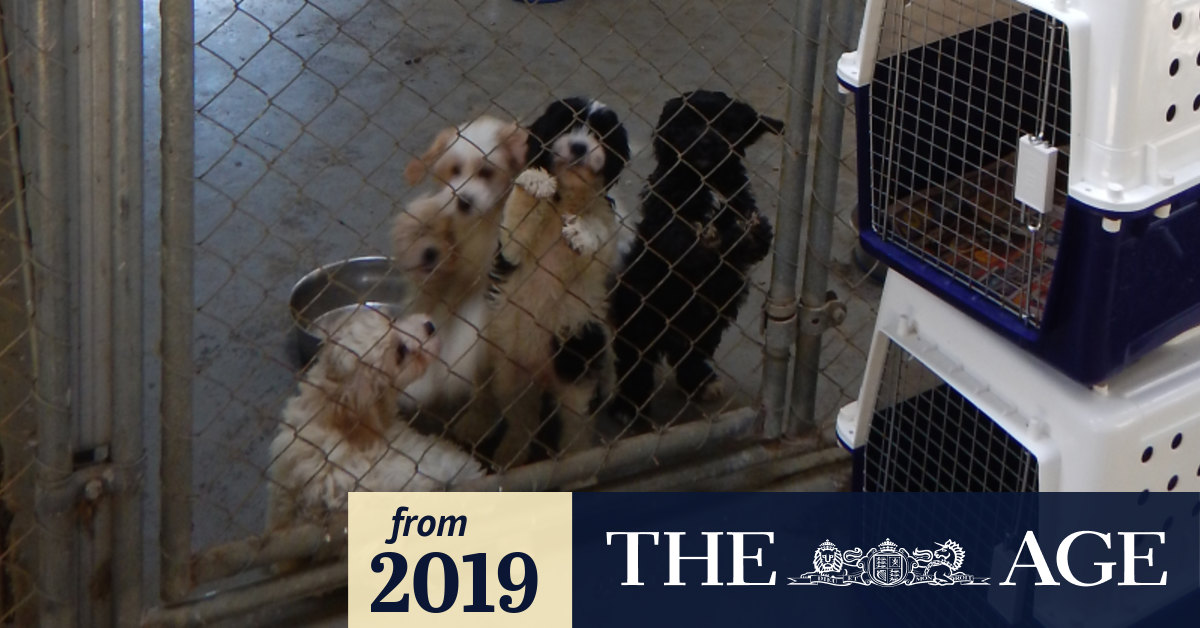 At What Age Can You Legally Sell Puppies